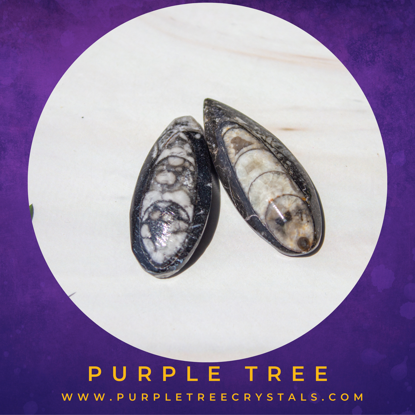 Orthocerous Pair (KUBER STONE)
