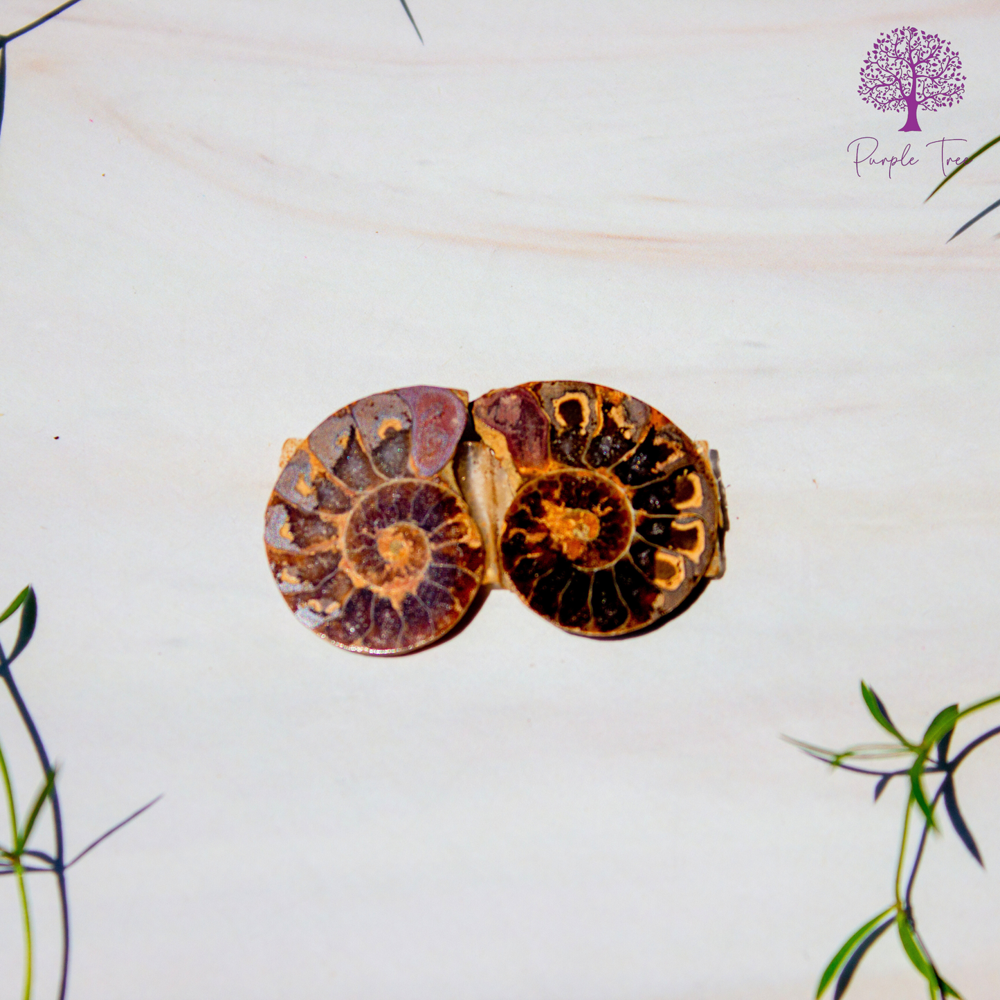 Ammonite Fossil