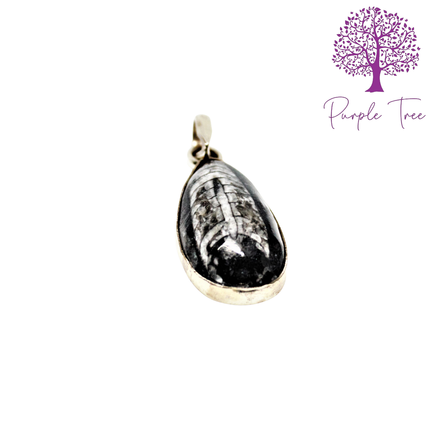 Orthoceras Silver Pendant