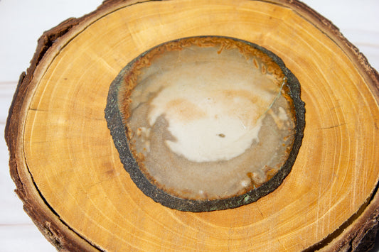 'Petrified Wood' Coaster